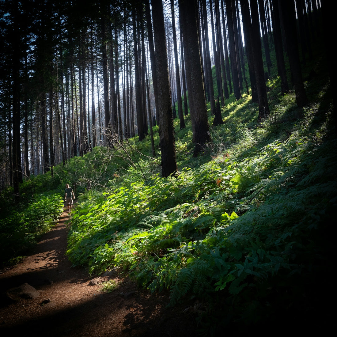 a person riding a bike on a trail in the woods