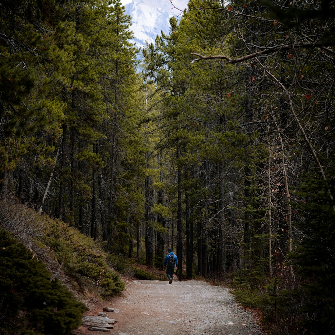a person riding a bike on a trail in the woods