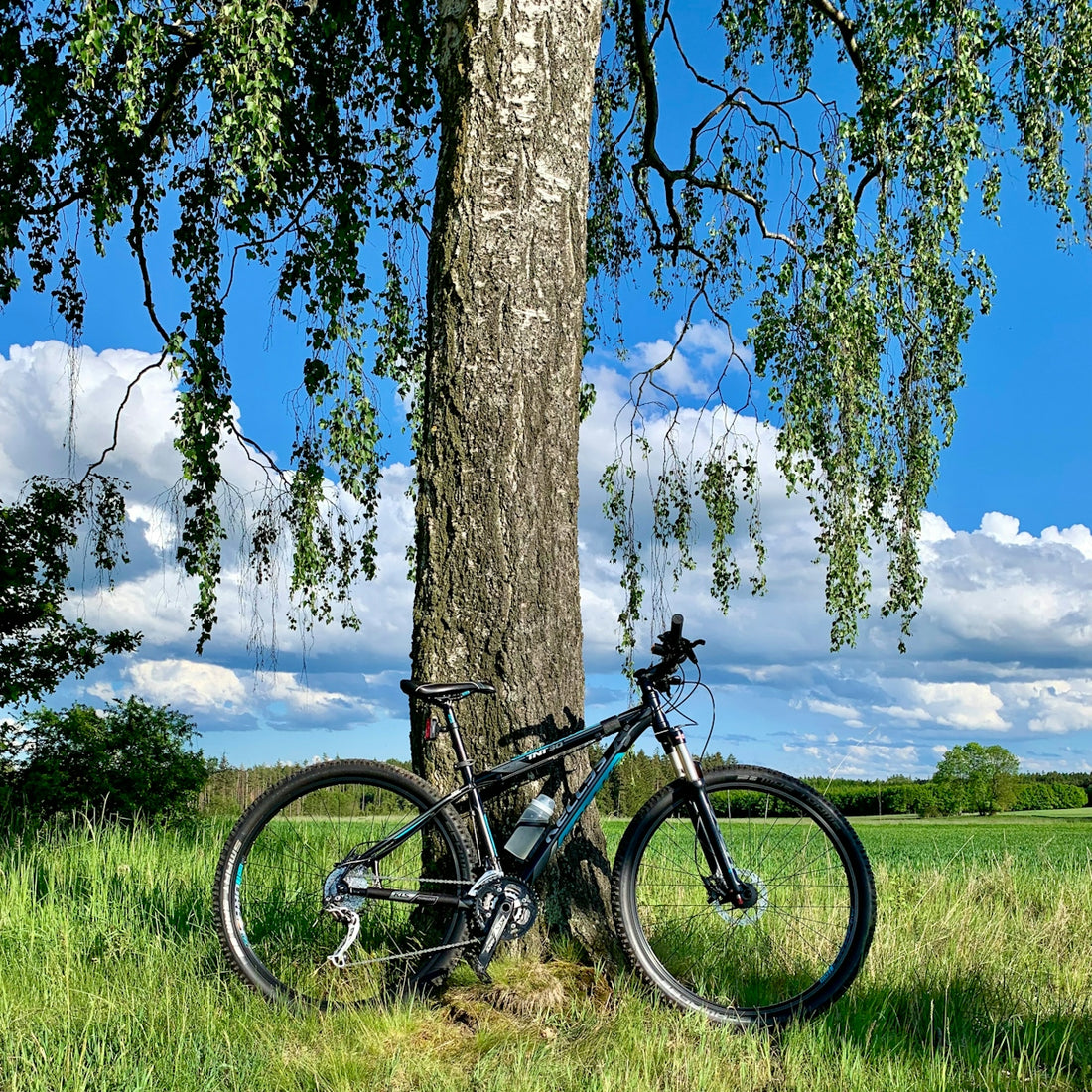 A bike leaning against a tree in a field